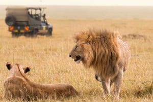 Il meglio del Maasai Mara: safari di 3 giorni in Kenya