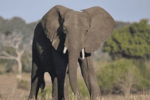 Il meglio del Maasai Mara: safari di 3 giorni in Kenya