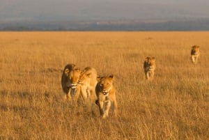 3-Day Best of Maasai Mara Safari in Kenya