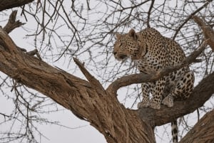 3-Day Best of Maasai Mara Safari in Kenya