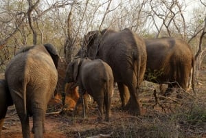 3-Day Best of Maasai Mara Safari in Kenya
