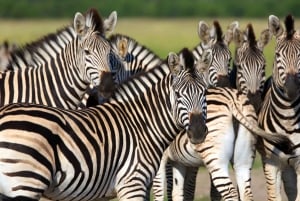 3-Day Best of Maasai Mara Safari in Kenya