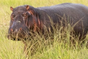 3-Day Best of Maasai Mara Safari in Kenya
