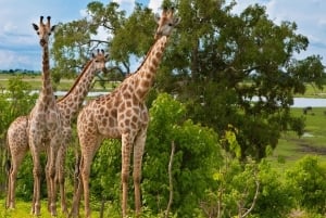 3-Day Best of Maasai Mara Safari in Kenya