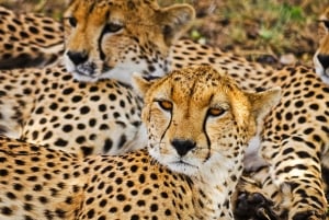 3-Day Best of Maasai Mara Safari in Kenya