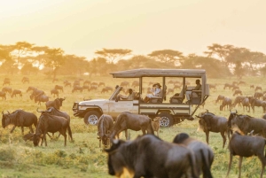 3-Day Maasai Mara Joining Safari at Sopa Luxury Lodge