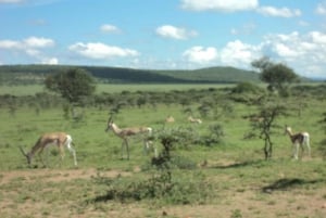 3-dagars lyxsafari i Maasai Mara - Upplev Kenya med flyg
