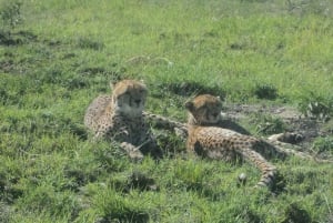 3 päivän Maasai Mara Luxury Safari - Koe Kenia lentäen