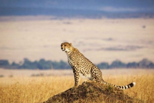 Au départ de Nairobi : Safari en petit groupe de 3 jours à Maasai Mara en 4x4