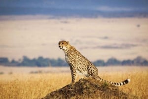 Vanuit Nairobi: 3-daagse safari in kleine groep door Maasai Mara per 4WD