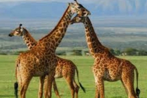 Vanuit Nairobi: 3-daagse safari in kleine groep door Maasai Mara per 4WD