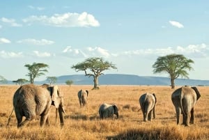 3-Day Masai Mara and Lake Naivasha Safari by 4x4 Jeep