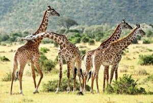 3-Day Masai Mara and Lake Naivasha Safari by 4x4 Jeep