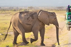 Safari de 3 días a Masai Mara y Lago Naivasha en 4x4