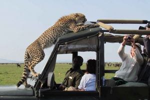 Safari de 3 jours au Masai Mara et au lac Naivasha en Jeep 4x4