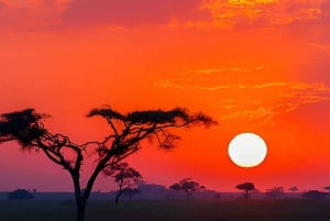 3-Day Serengeti & Ngorongoro Safari from Nairobi
