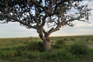 3-Day Serengeti & Ngorongoro Safari from Nairobi