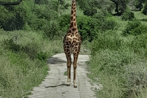 3-Day Serengeti & Ngorongoro Safari from Nairobi