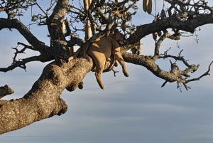 3-Day Serengeti & Ngorongoro Safari from Nairobi