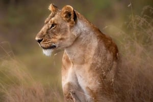 Safari de 3 días en el Serengeti desde Nairobi