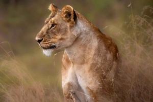 3-Day Serengeti Safari from Nairobi