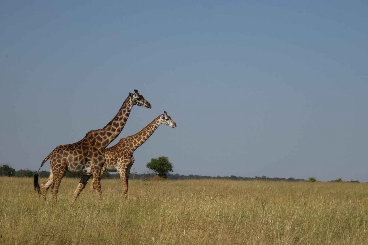 3-daagse safari in kleine groep naar Maasai Mara: avontuur wacht op je