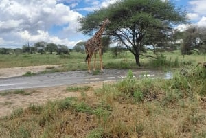 3-Day Tarangire, Hadzabe & Ngorongoro Safari from Nairobi