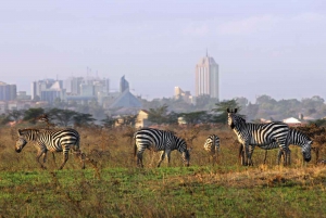 3 days 2 night maasai mara national reserve