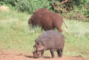 3 dni, 2 noce przygody w Parku Narodowym Aberdare