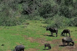 3 dni, 2 noce przygody w Parku Narodowym Aberdare