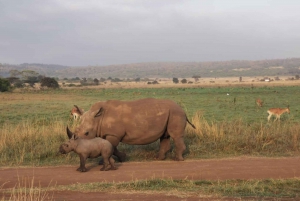 3 Days, 2 Nights Amboseli Park And Masai Village Experience