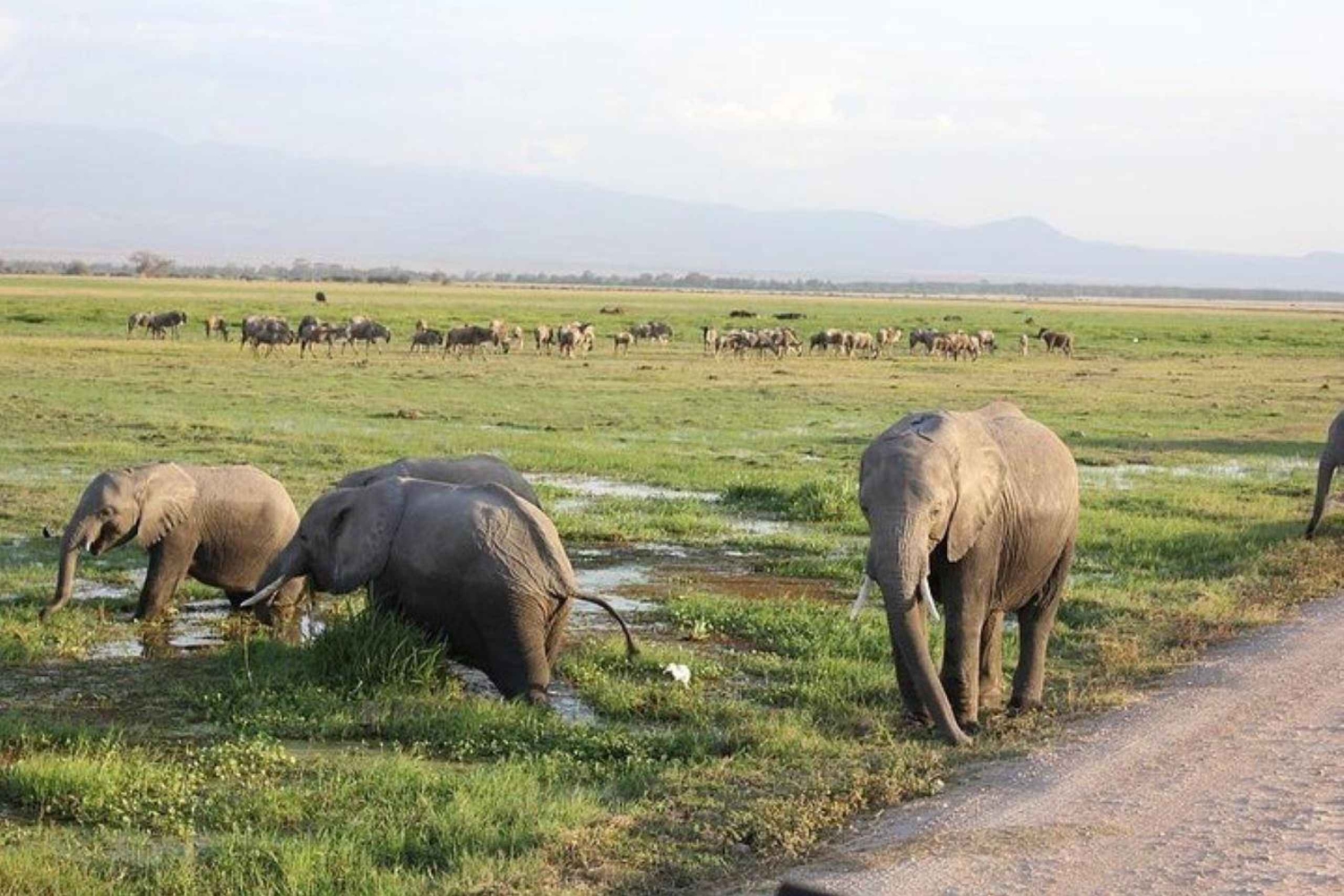 3 Dagen, 2 Nachten Amboseli Privé Budget Safari