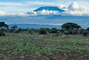 3 Dagen, 2 Nachten Amboseli Privé Budget Safari