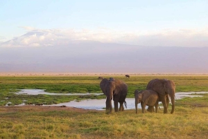 3 Dagen, 2 Nachten Amboseli Privé Budget Safari