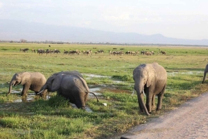 3 Dagen, 2 Nachten Amboseli Privé Budget Safari