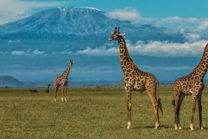 3 Dagen, 2 Nachten Amboseli Privé Budget Safari