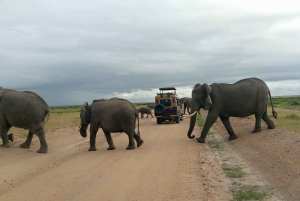 3 Days 2 Nights Amboseli Safari Tour.