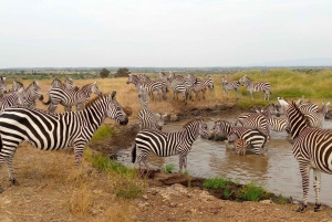 3 dage og 2 nætter på Amboseli Safari Tour.