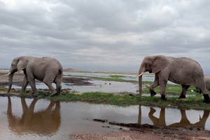 3 dager og 2 netter Amboseli Safari Tour.