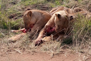 3 jours et 2 nuits de safari à Amboseli.