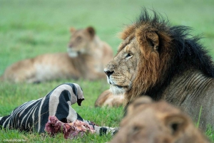 From Nairobi to Masai Mara : 3 Days 2 Nights Joining Safaris