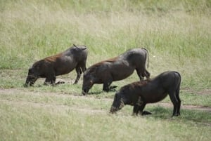 3-DAYS MAASAI MARA SMALL GROUP SAFARI - IN A SAFARI VAN