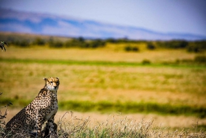 3 dage 2 nætter Maasai Mara privat safari til Keekorok Lodge