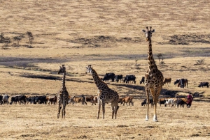 Safari privato di 3 giorni e 2 notti nel Maasai Mara al Keekorok Lodge