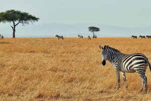 3-Days Masai Mara Joining Safari From Nairobi