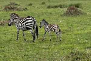 3 Days 2 Nights Masai Mara Safari