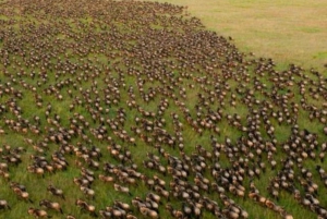 3 Days 2 Nights Masai Mara Safari