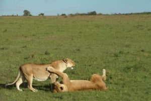 Safari di 3 giorni e 2 notti nel Masai Mara
