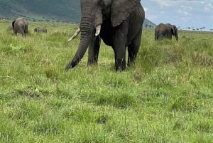 Safari di 3 giorni e 2 notti nel Masai Mara