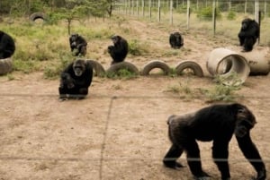 3 dias 2 noites Safari Ol Pejeta Conservancy